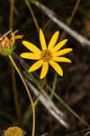 Longleaf sunflower